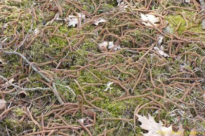 Corylus avellana lehullott barkavirágzata